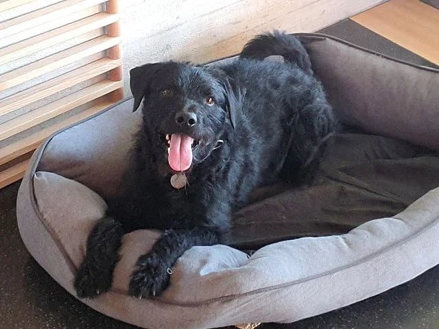 SCOTTY, aktiver Mischlingsrüde, ca. 3 Jahre, 55cm, 23kg *PS in 82216 Gernlinden*, female 3yo Mixed Breed for adoption at Petsearch.ch, Zurich