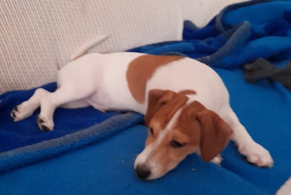 Jack Russell Terrier Welpen suchen liebevolle Familie, female puppy Mixed Breed for adoption at Petsearch.ch, Zurich