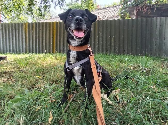 CARTER, noch zurückhaltender Mischlingsrüde, ca. 8 Jahre, 35cm, 13kg, male 3yo Mixed Breed for adoption at Petsearch.ch, Zurich