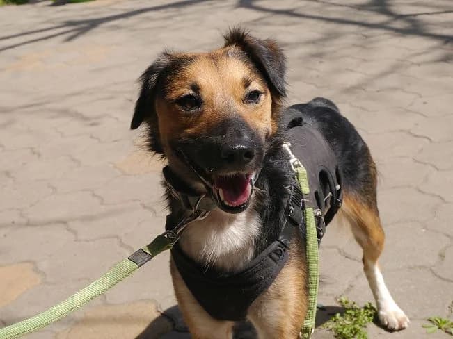 HOPE, unsicherer Mischlingsrüde, ca. 3 Jahre, 11kg, female 3yo Mixed Breed for adoption at Petsearch.ch, Zurich