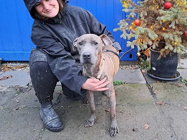 FARAH, neugieriges Mischlingsmädchen, ca. 9 Monate, 52cm, 16,8kg, female 3yo Mixed Breed for adoption at Petsearch.ch, Zurich