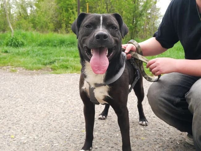 LINO, aufgeweckter Mischlingsbub, ca. 1,5 Jahre, 49cm, 20,5kg, Mixed Breed (Petsearch.ch)