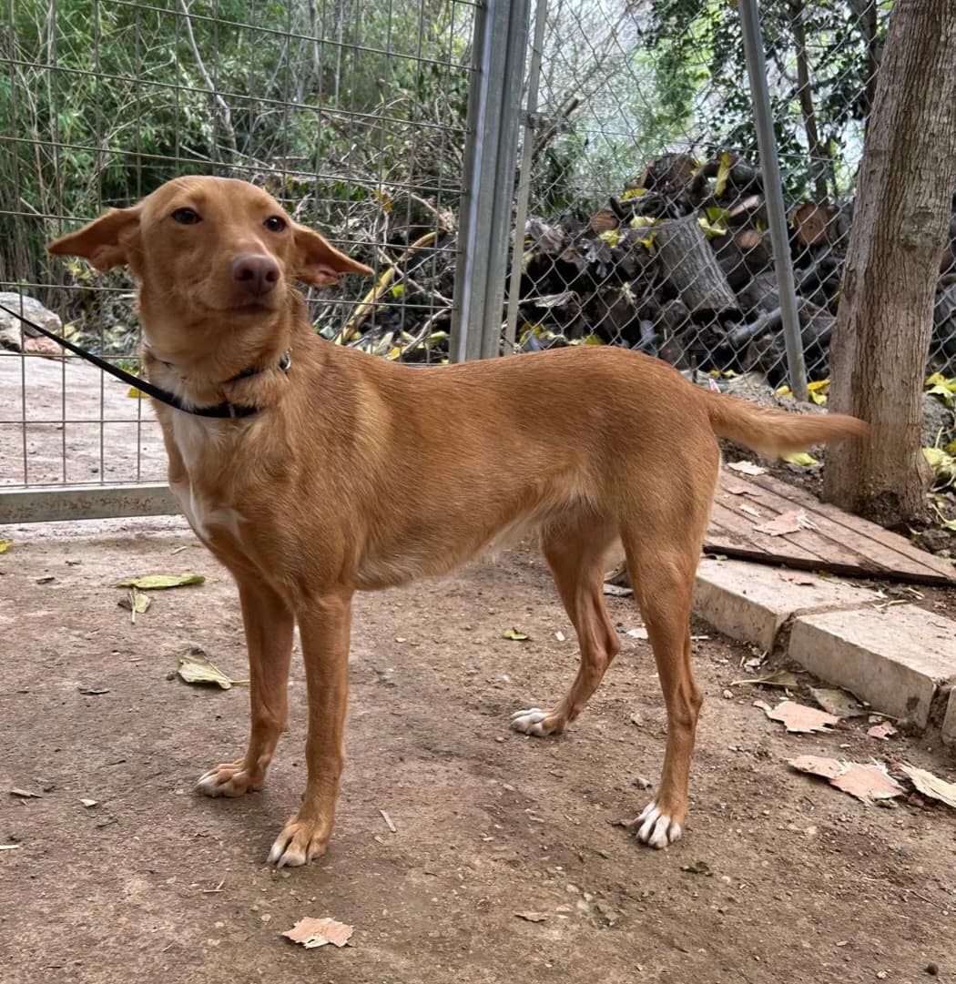 Podenca Musa, female young Podenco for adoption at Petsearch.ch, Zurich
