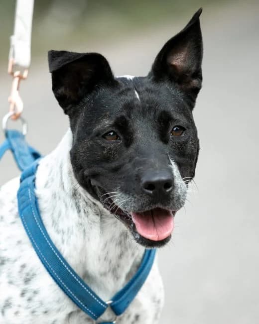VALA, liebenswerte Mischlingshündin, ca. 7 Jahre, 50cm, 21kg, Mixed Breed (Petsearch.ch)