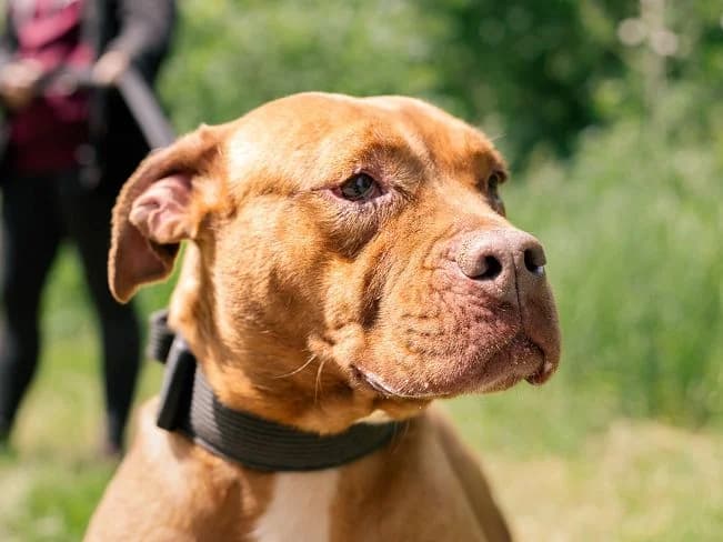 LOTTI, liebenswerte Mischlingshündin, ca. 6,5 Jahre, 48cm, 26kg, unknown female Mixed Breed for adoption at Petsearch.ch, Zurich