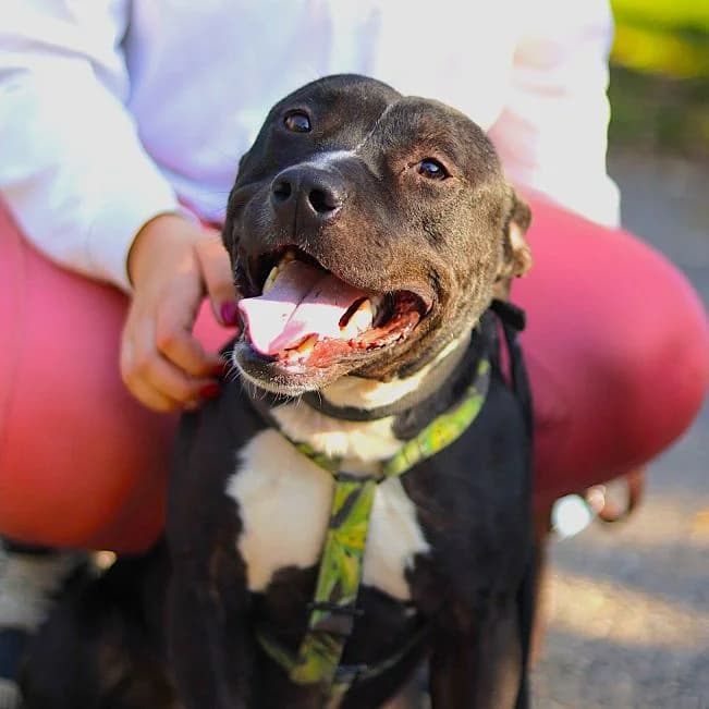 LUCA, fröhlicher Mischlingsrüde, ca. 3 Jahre, 46cm, 20,5kg, Mixed Breed (Petsearch.ch)