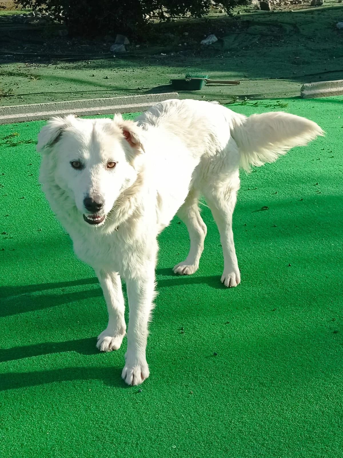 Bianca, die Schüchterne sucht ein ruhiges Zuhause, Mixed Breed (Petsearch.ch)