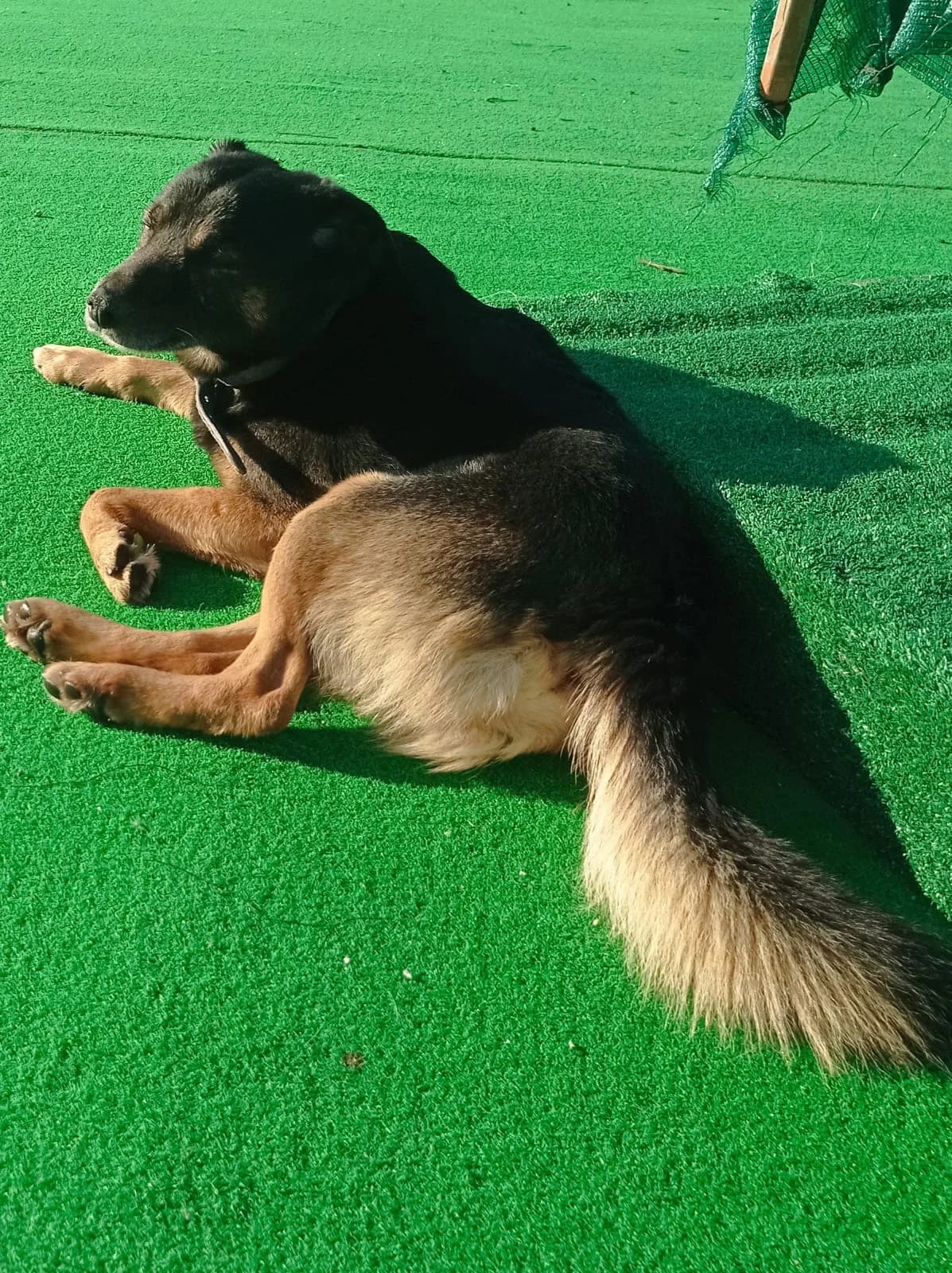 Rambo der Sonnenschein auf 4 Pfoten, Mixed Breed (Petsearch.ch)
