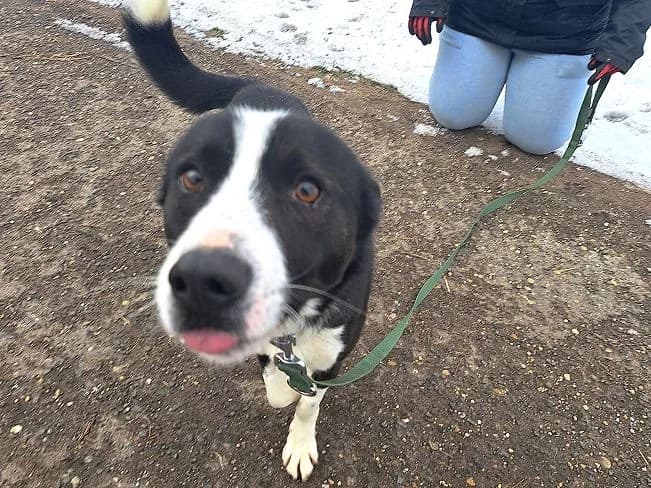 TREVOR, unternehmungsfreudiger Mischlingsrüde, ca. 4 Jahre, 50cm, 14kg, Mixed Breed (Petsearch.ch)