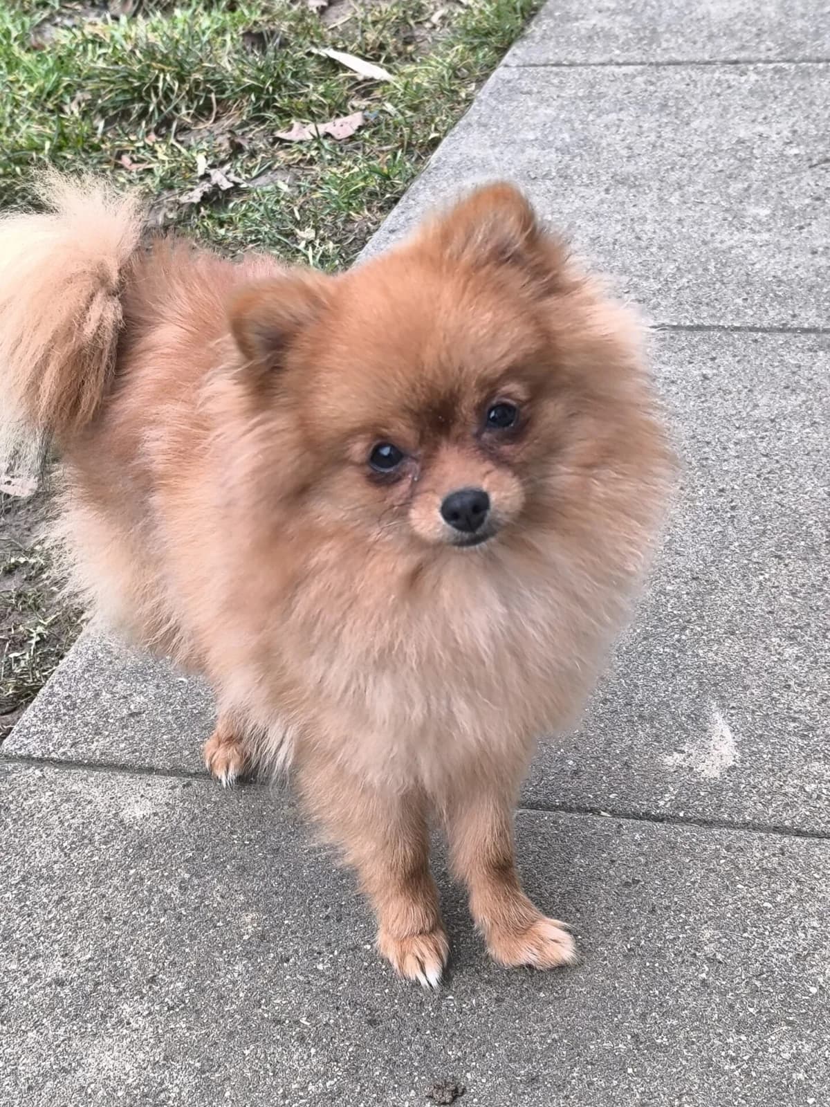 Mini Spitz Pomerania, female puppy Mixed Breed for adoption at Petsearch.ch, Zurich