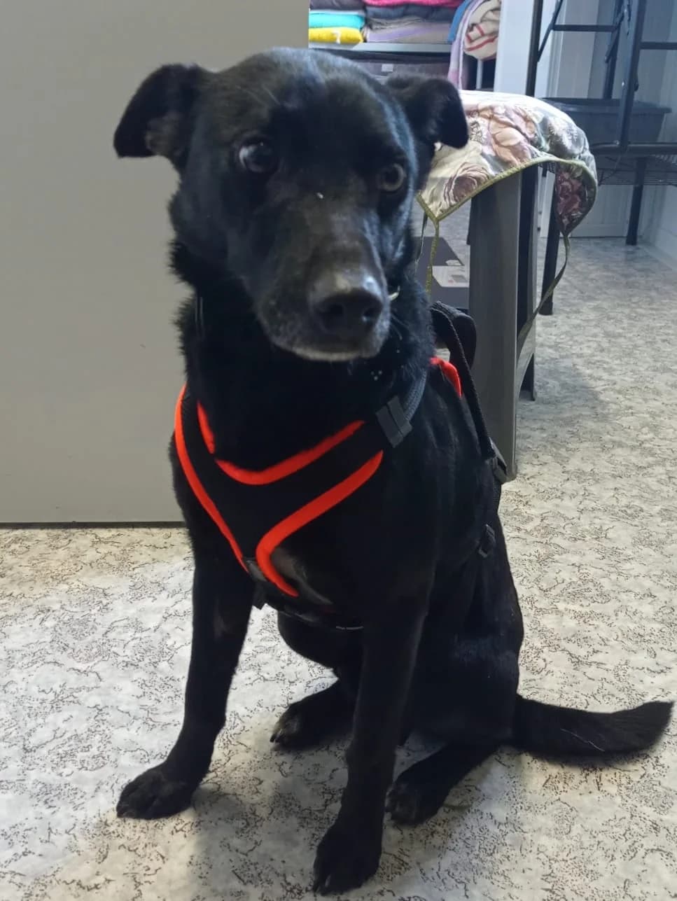 Willy, Herzblatt auf 4 Pfoten sucht eine Familie, male young Mixed Breed for adoption at Petsearch.ch, Zurich