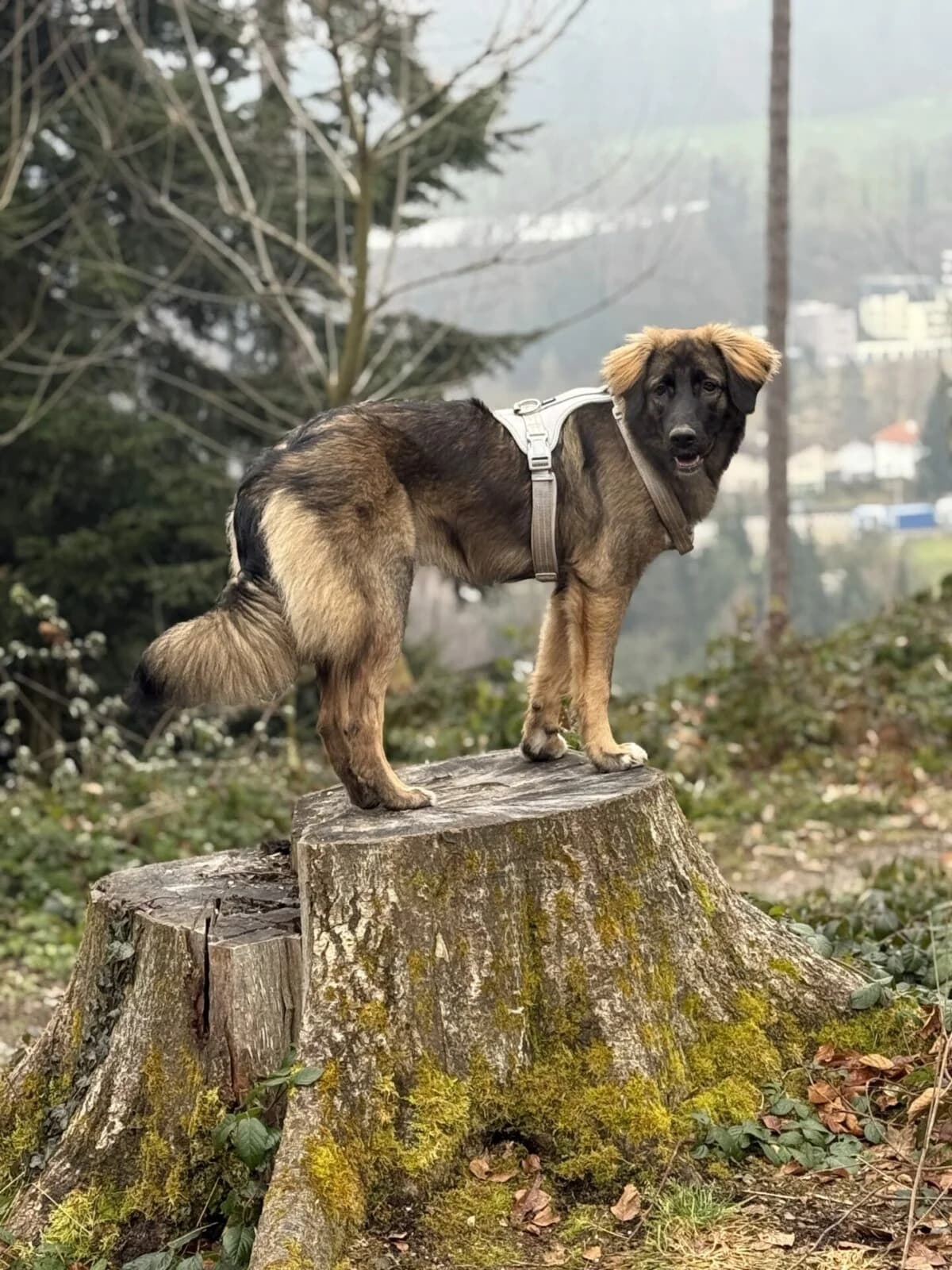 Verspielte XXL-Mischlingshündin (9 Monate) sucht liebevolles Zuhause, female puppy Mixed Breed for adoption at Petsearch.ch, Zurich