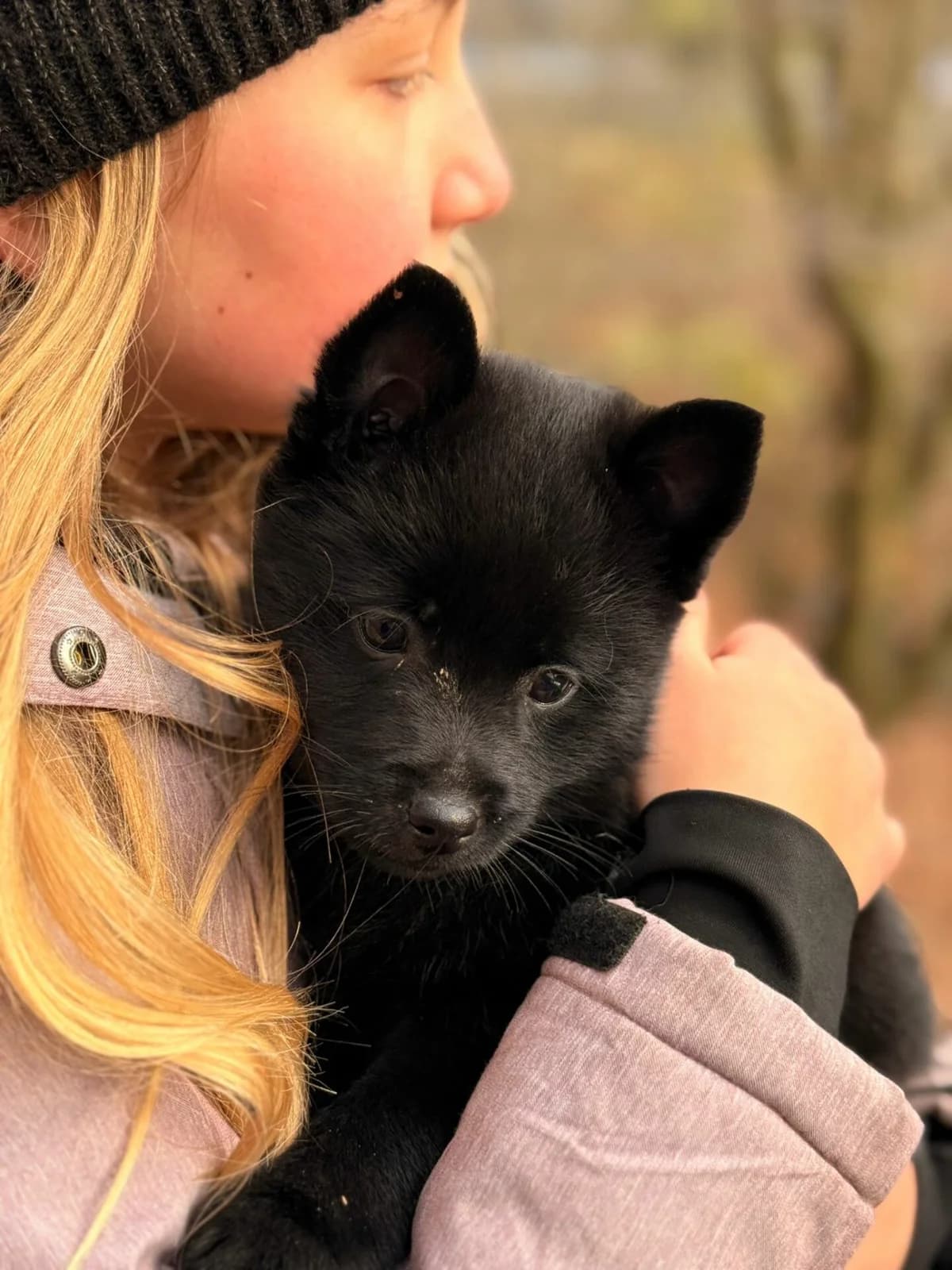 Kleinster Belgischer Schäfer,  young Mixed Breed for adoption at Petsearch.ch, Zurich