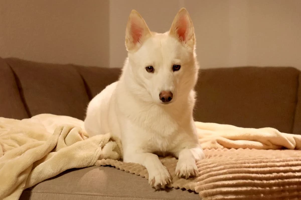 NORDIC DREAM – Wurfankündigung Pomsky Welpen, female puppy Pomsky for adoption at Petsearch.ch, Zurich