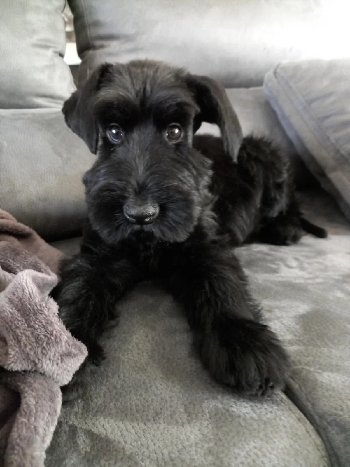 Riesenschnauzer schwarz mit Ahnentafel, male puppy Giant Schnauzer for adoption at Petsearch.ch, Zurich