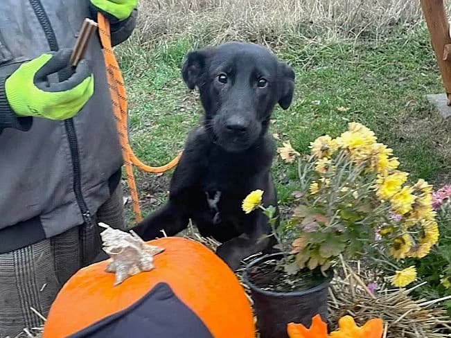 BABY, liebenswertes Mischlingsmädchen, ca. 8 Monate, 54cm, 17,5kg, female 3yo Mixed Breed for adoption at Petsearch.ch, Zurich