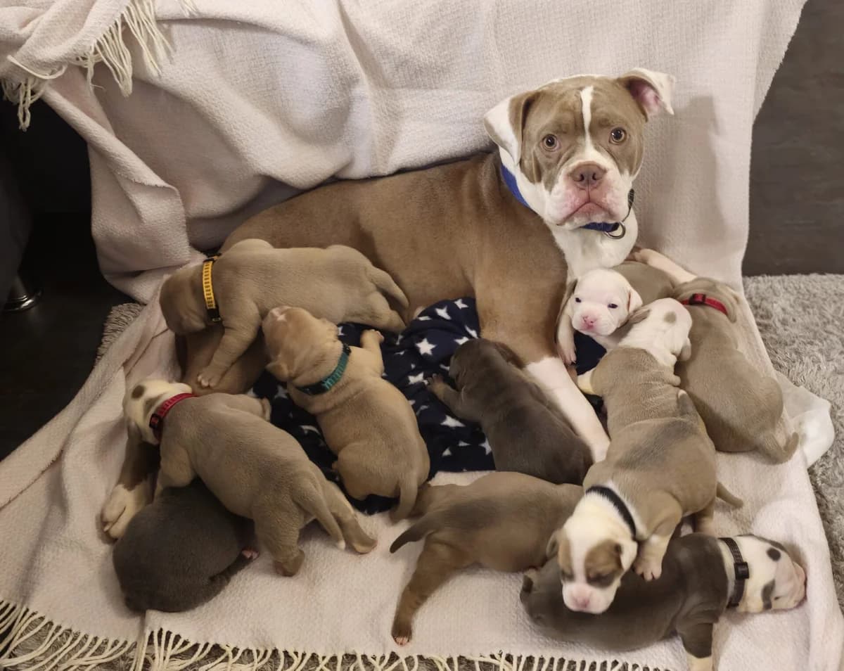 Old English Bulldog Welpen, female puppy Old English Bulldog for adoption at Petsearch.ch, Zurich
