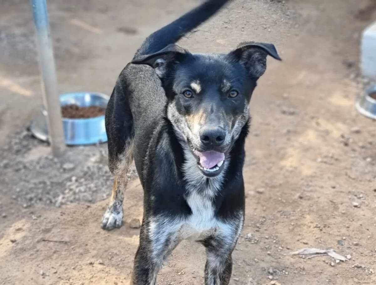 Agiler Arek, female Mixed Breed for adoption at Petsearch.ch, Zurich