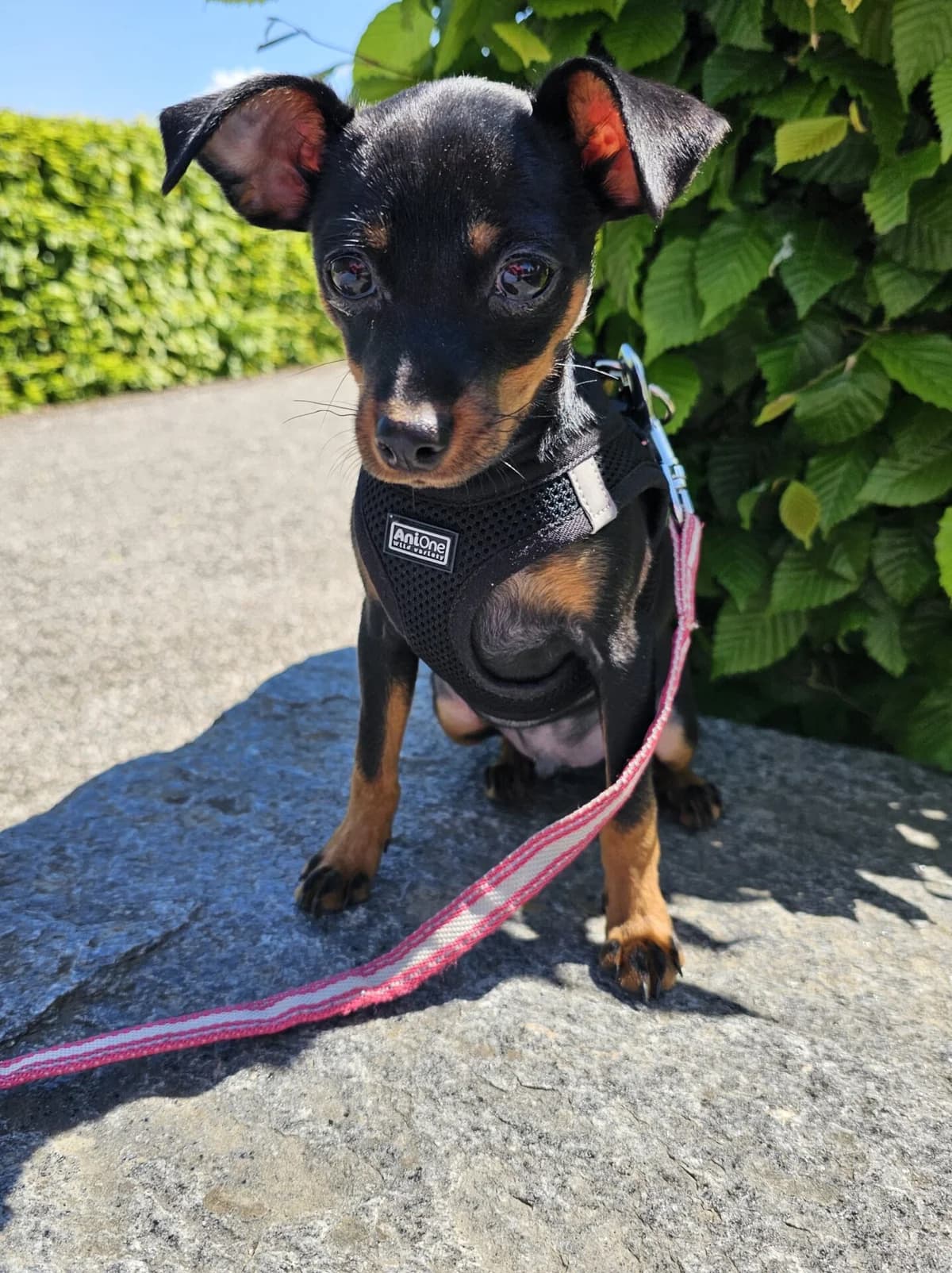 Wundervollen Zwergpinscher Mini Pin suchen ein liebevolles Zuhause, schwarz female young Miniature Pinscher for adoption at Petsearch.ch, Zurich