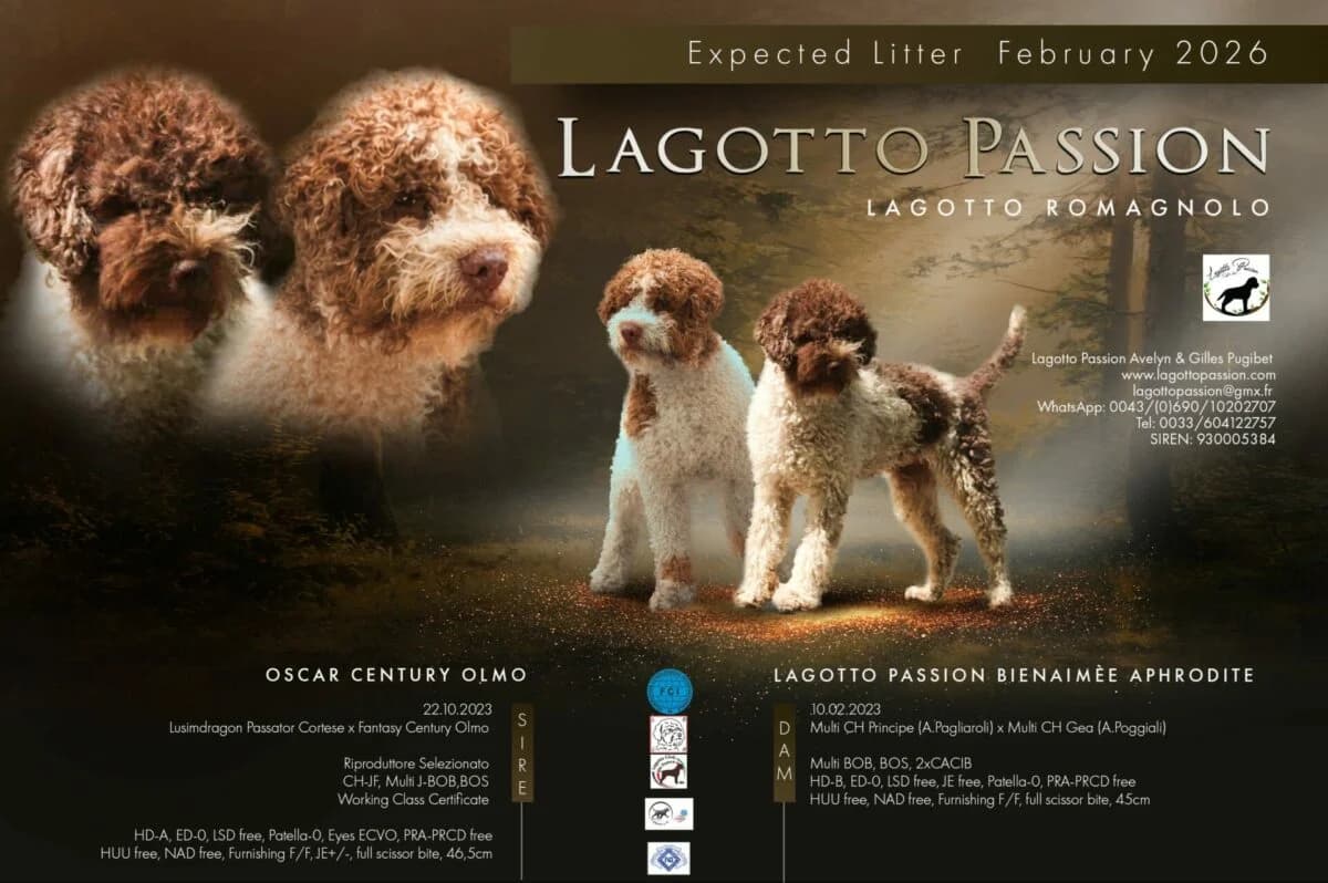 Lagotto Romagnolo Welpen erwartet, female young Lagotto Romagnolo for adoption at Petsearch.ch, Zurich