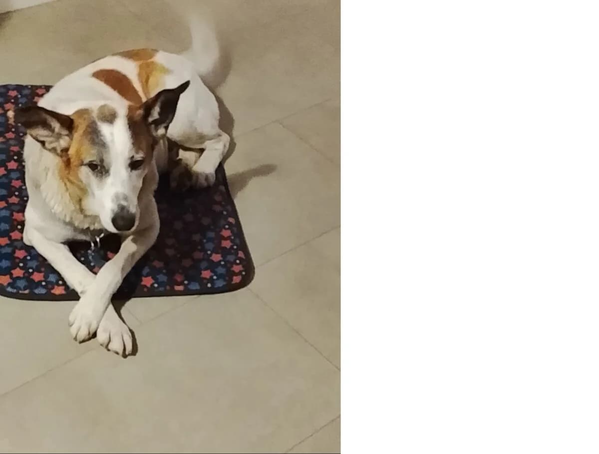 Ich suche ein neues Zuhause, male young Mixed Breed for adoption at Petsearch.ch, Zurich