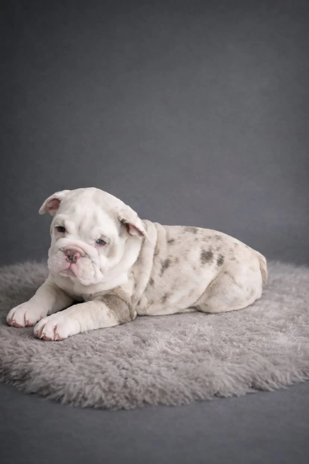 New English Bulldogg (OEB+EB) Welpen, female puppy Old English Bulldog for adoption at Petsearch.ch, Zurich