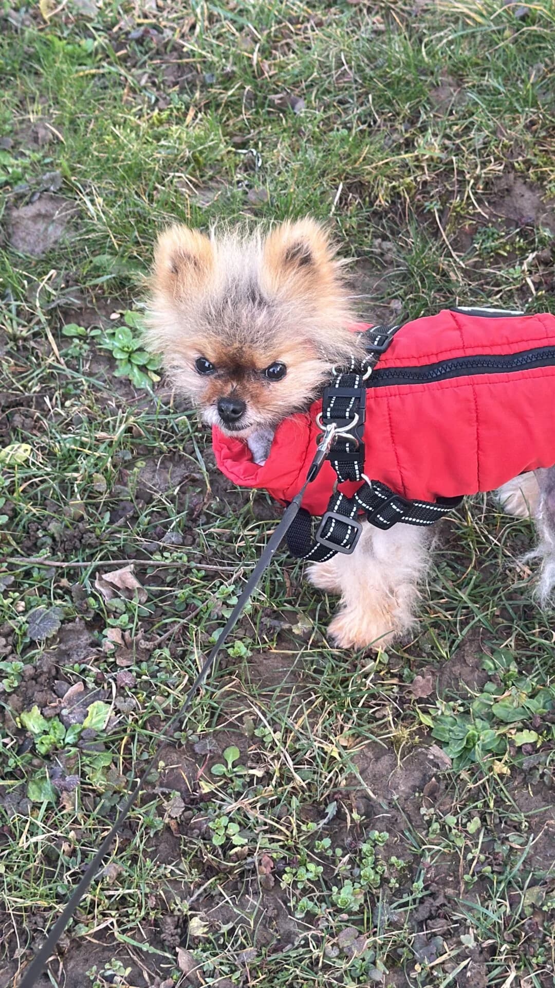 Pomeranian sucht ruhiges, liebevolles Zuhaus, male puppy Mixed Breed for adoption at Petsearch.ch, Zurich