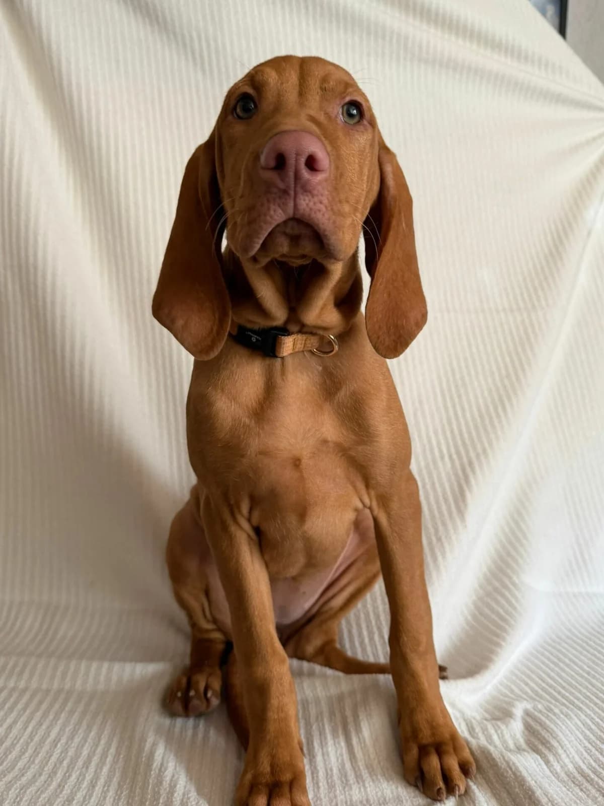 Aktive Magyar Vizsla Welpe sucht ein neues Zuhause, female puppy Vizsla for adoption at Petsearch.ch, Zurich