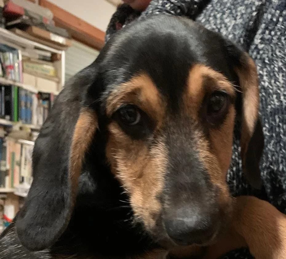 Welpe Pier immer noch ohne ein Zuhause, male young Mixed Breed for adoption at Petsearch.ch, Zurich