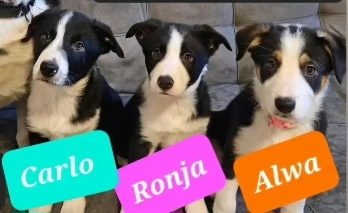 Bordercollie Welpe, female puppy Mixed Breed for adoption at Petsearch.ch, Zurich