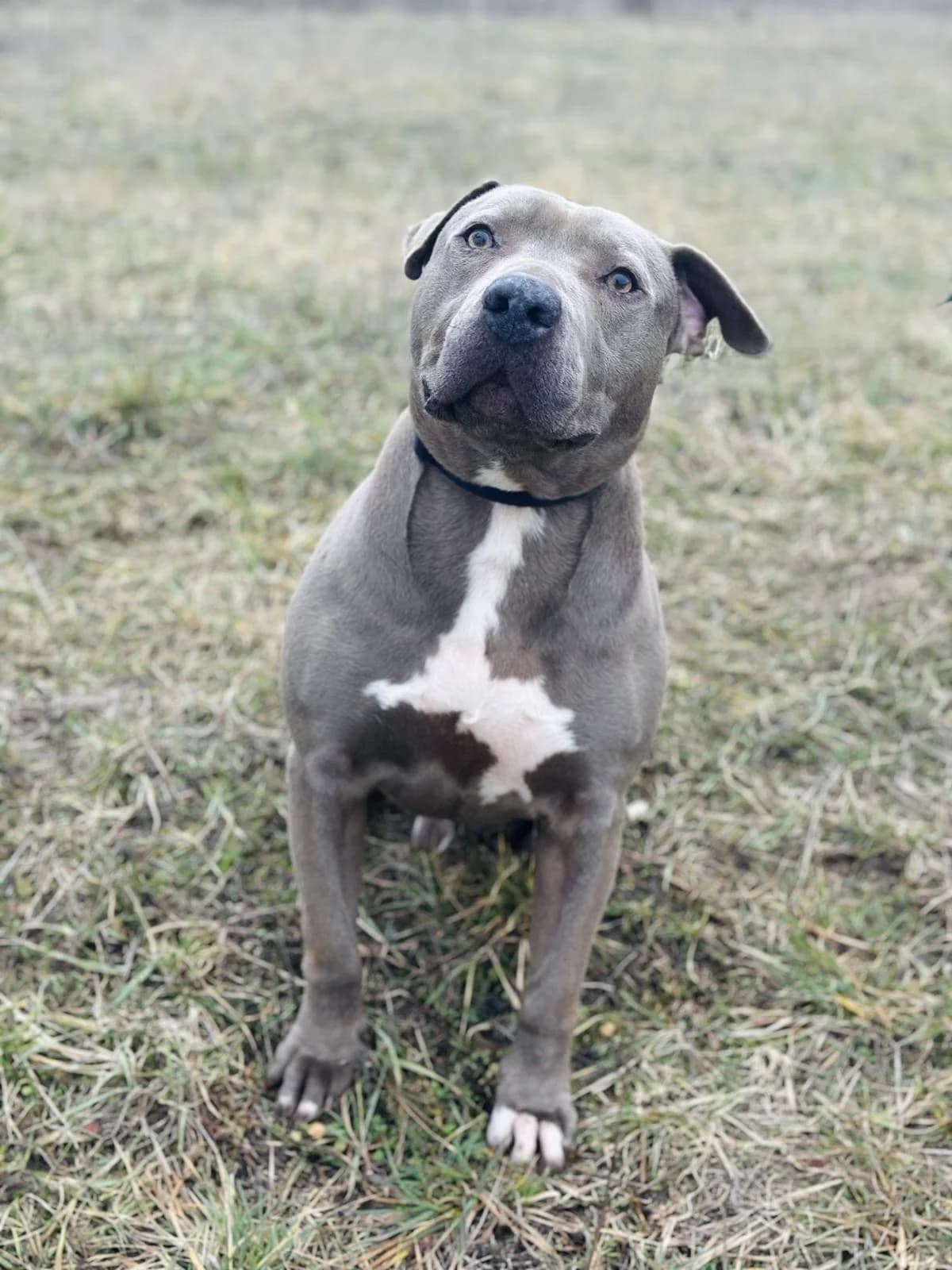 Staff Mix – Wunderschöner Rüde auf der Suche nach seinem Für-Immer-Körbchen!, male puppy Mixed Breed for adoption at Petsearch.ch, Zurich