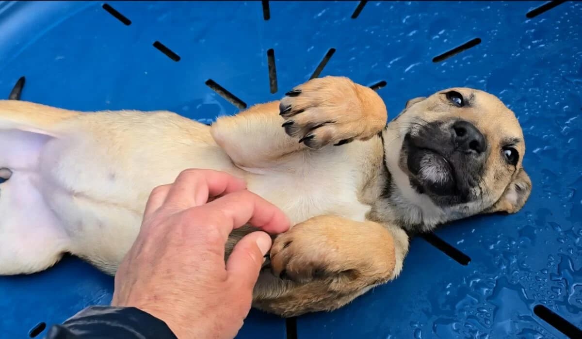 1000 Streichelhände gesucht, female puppy Mixed Breed for adoption at Petsearch.ch, Zurich
