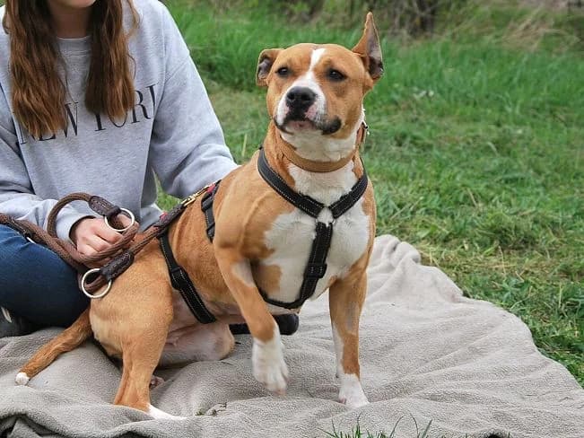 ELEONOR menschenbezogene Mischlingshündin, female 3yo Mixed Breed for adoption at Petsearch.ch, Zurich