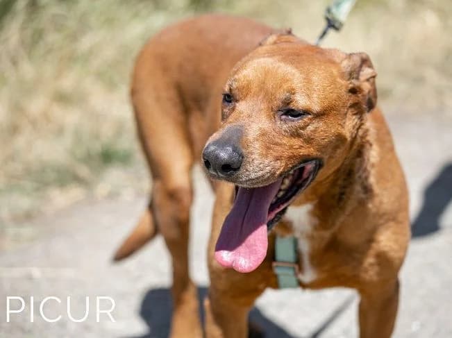 PICUR liebesbedürftiger Mischlingsrüde, ca. 9 Jahre, 57 cm, 36 kg, female 3yo Mixed Breed for adoption at Petsearch.ch, Zurich