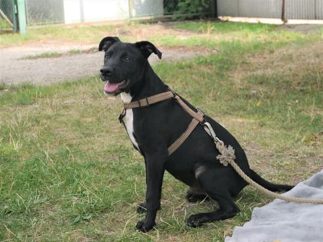 JERRY, aufgeweckter Mischlingsrüde, ca. 2 Jahre *PS in CH-9050 Appenzell*, male young Mixed Breed for adoption at Petsearch.ch, Zurich