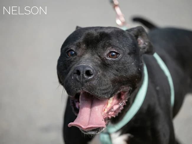 NELSON, verschmuster Mischlingsrüde, ca. 9 Jahre, 55cm, 35kg, female 3yo Mixed Breed for adoption at Petsearch.ch, Zurich