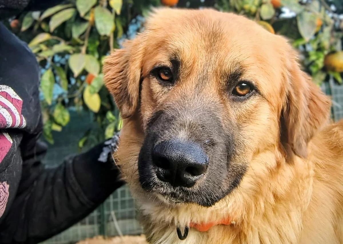Vagabondo – Jungspund sucht Wirkungskreis, male young Mixed Breed for adoption at Petsearch.ch, Zurich