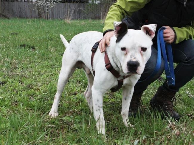 PABLO, freundlicher Mischlingsrüde, ca. 8 Jahre, 50cm, 26kg, male 3yo Mixed Breed for adoption at Petsearch.ch, Zurich