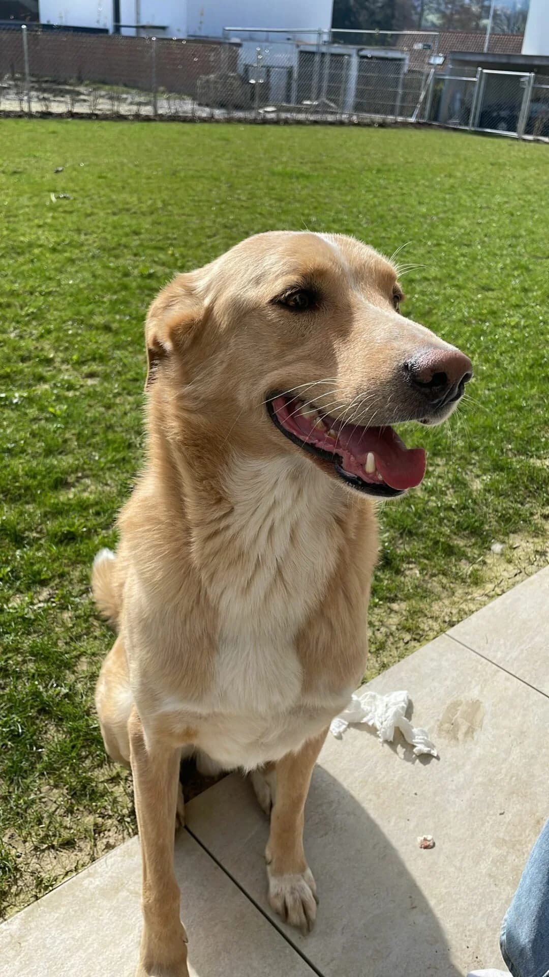 Mischlingsrüde George sucht passendes Für-immer-Zuhause, male 3yo Mixed Breed for adoption at Petsearch.ch, Zurich