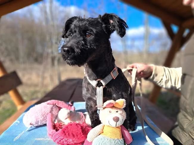 POPEY, liebenswerter Mischlingsrüde, ca. 2 Jahre, 30cm, 6,4kg, female 3yo Mixed Breed for adoption at Petsearch.ch, Zurich