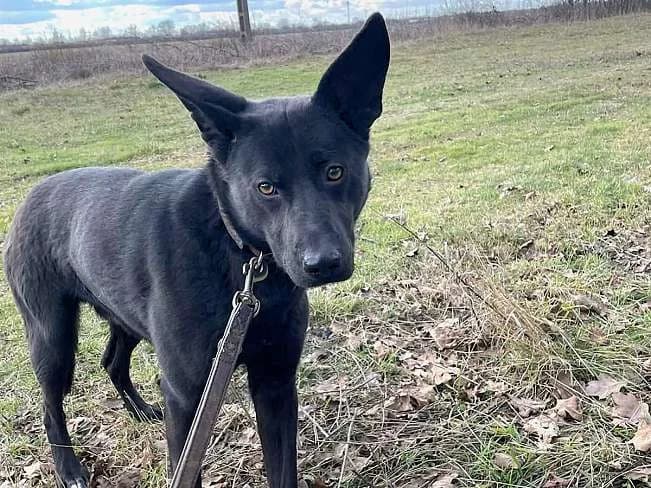 CASPER, furchtsamer Mischlingsrüde, ca. 2 Jahre, 61cm, 24,5kg, male 3yo Mixed Breed for adoption at Petsearch.ch, Zurich