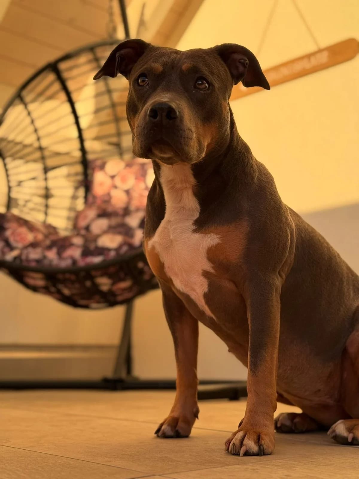Alea ~ sensible Amstaff-Hündin sucht, female young American Staffordshire Terrier for adoption at Petsearch.ch, Zurich