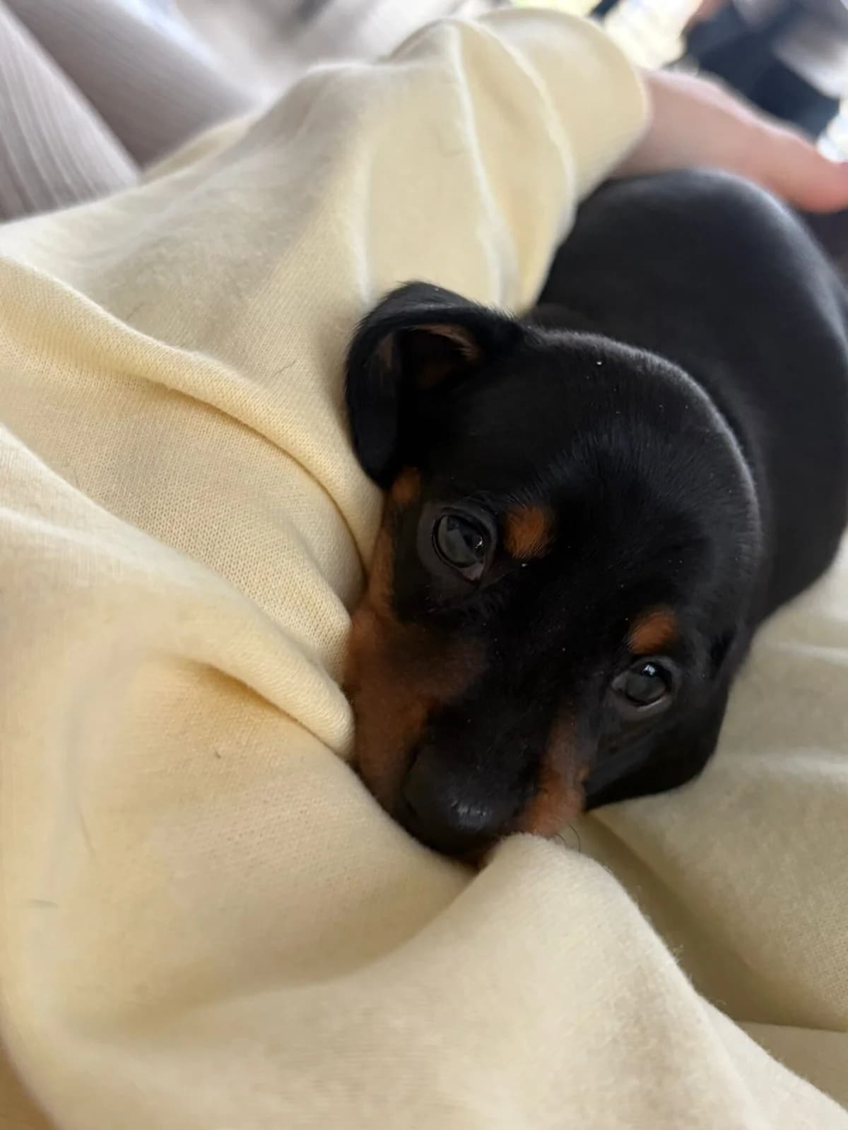 Kurzhaar Zwergdackel, female young Dachshund for adoption at Petsearch.ch, Zurich