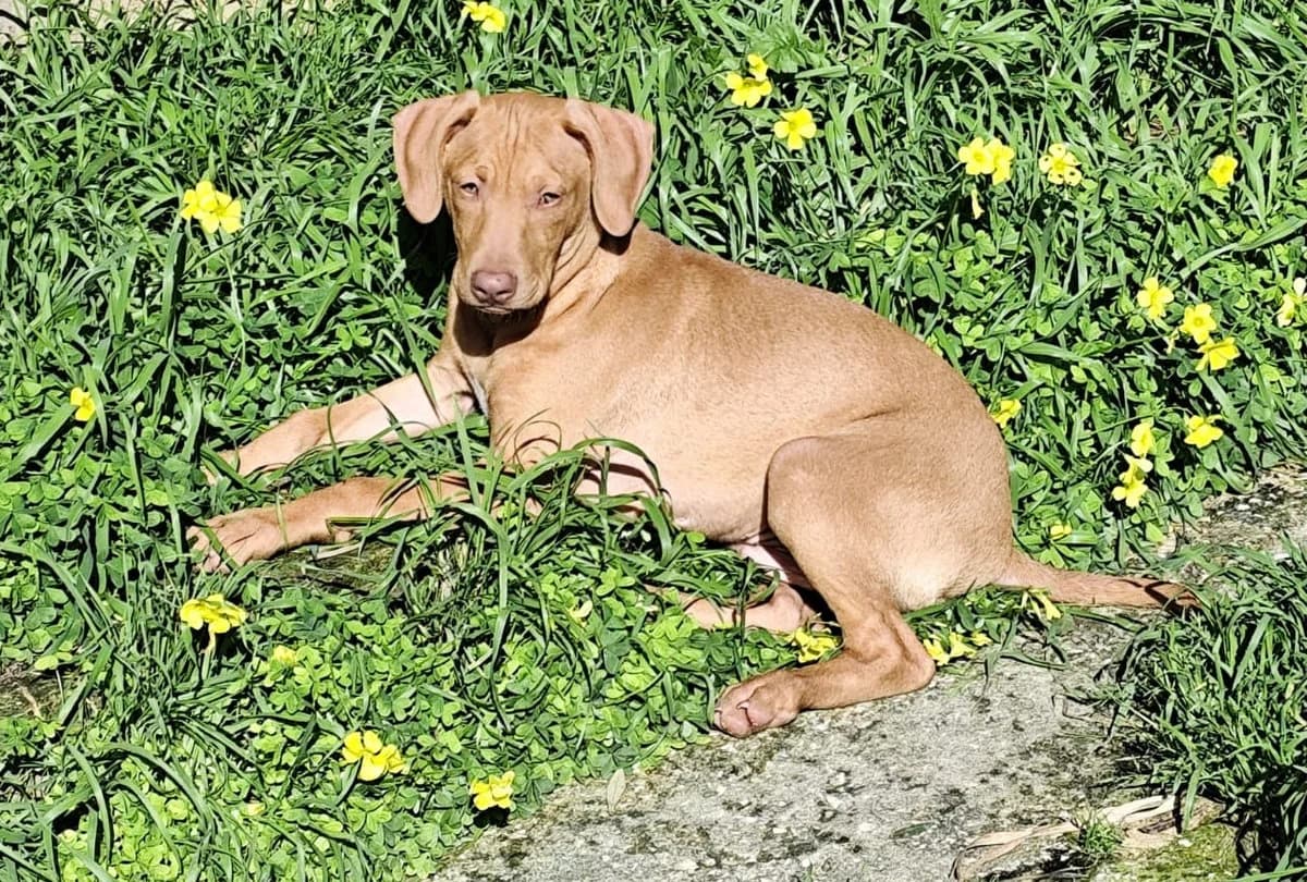 Steven sucht ein liebevolles Zuhause, female young Mixed Breed for adoption at Petsearch.ch, Zurich