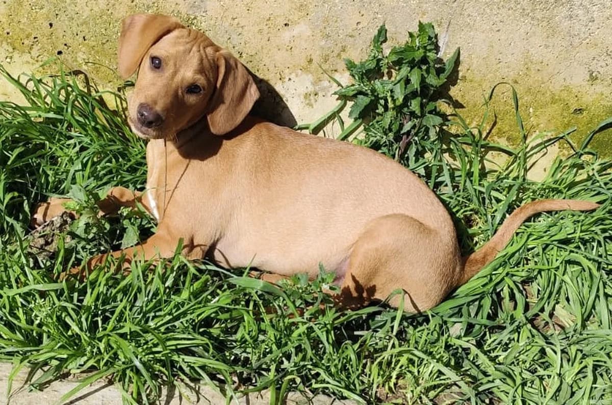 Steno sucht eine liebevolle Familie, female young Mixed Breed for adoption at Petsearch.ch, Zurich