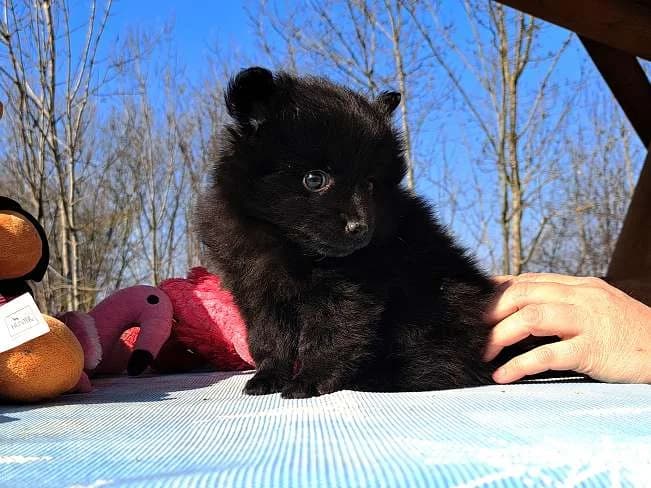 KELLY, liebes Mischlingsmädchen, ca. 2 Monate, 20cm, 1,3kg, female 3yo Mixed Breed for adoption at Petsearch.ch, Zurich