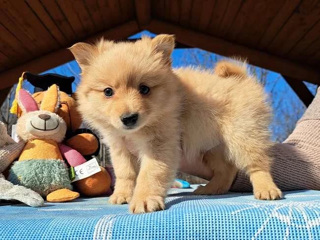 KJELL, putziger Mischlingsbub, ca. 2 Monate, 20cm, 1,6kg, male 3yo Mixed Breed for adoption at Petsearch.ch, Zurich