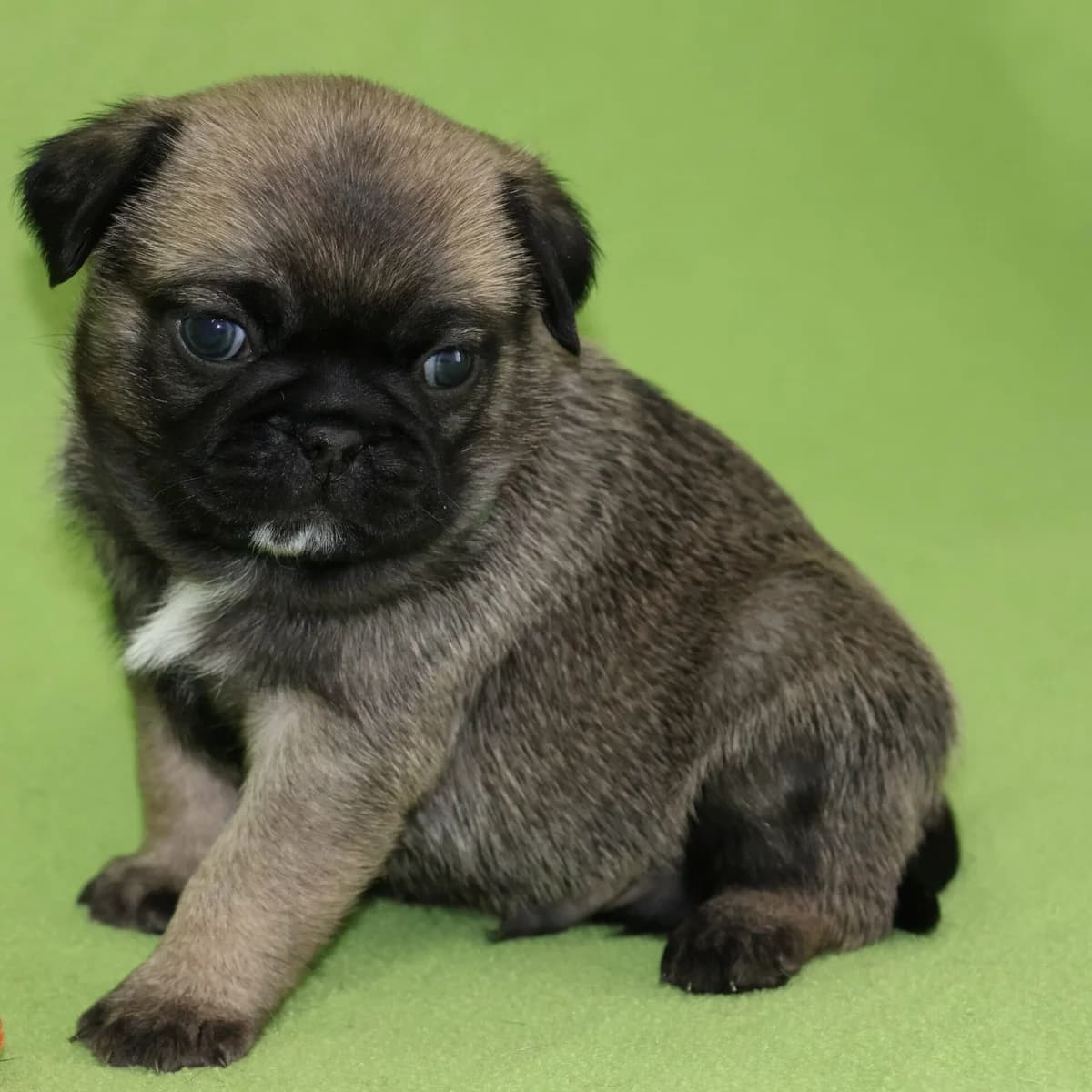 Retro-Mops F2 Welpen, creme  Retro Pug for adoption at Petsearch.ch, Zurich