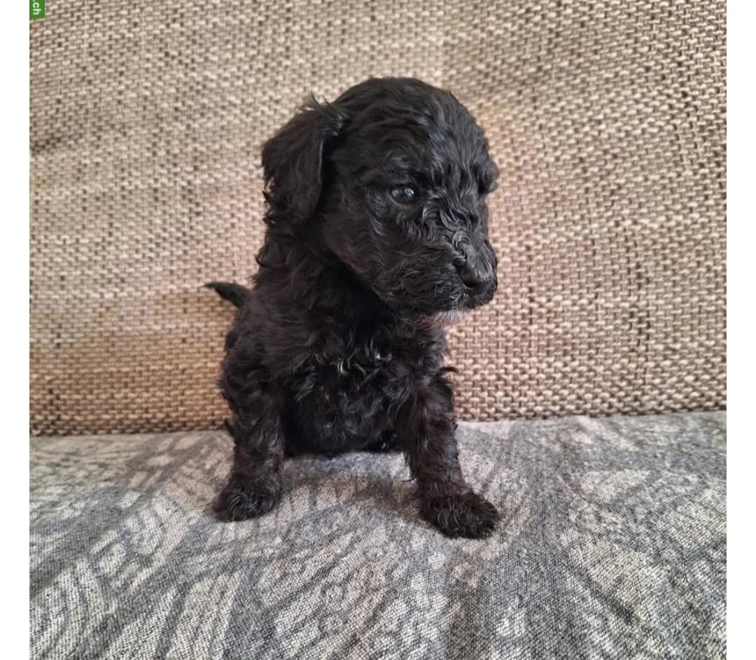 Pudelwelpen Rüden, male puppy Poodle for adoption at Petsearch.ch, Zurich
