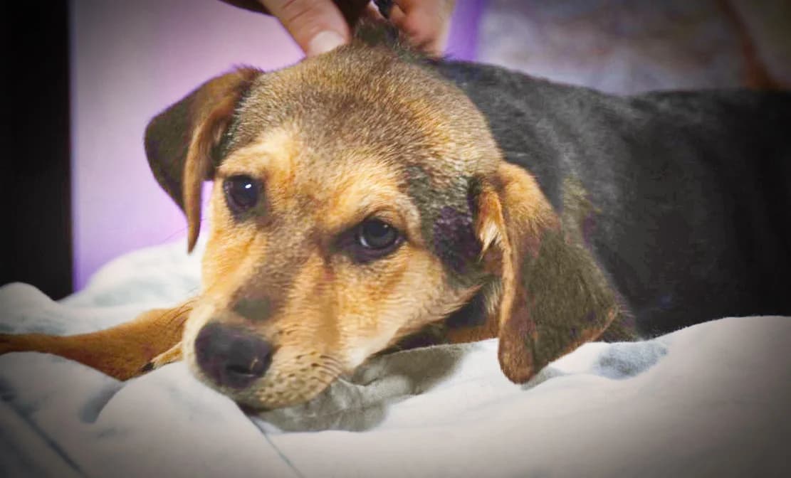 Moritz, einer von drei kleinen Rackern, male Mixed Breed for adoption at Petsearch.ch, Zurich